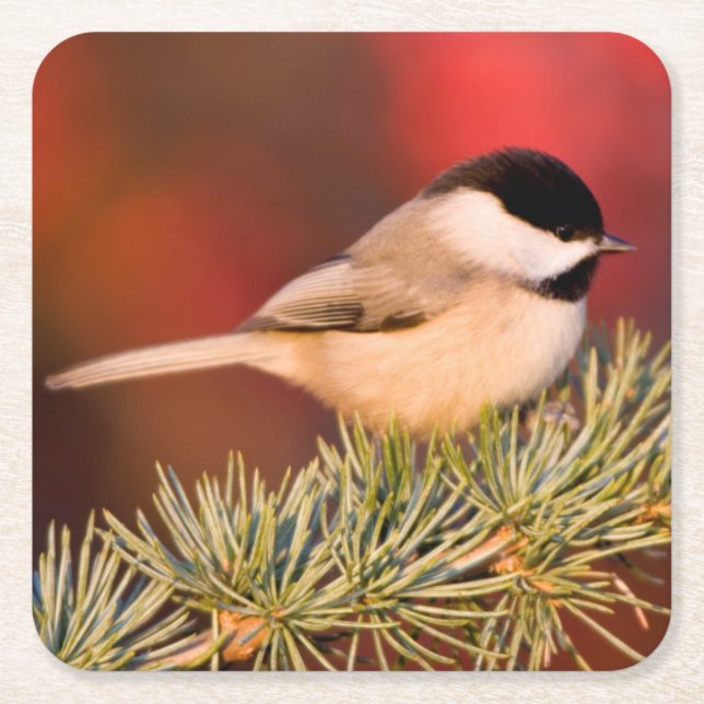 Carolina Chickadee i blå Atlas Cedar Underlägg Papper Kvadrat (Framsidan)