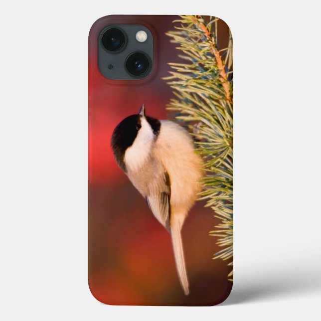 Carolina Chickadee i blåttkartbokcederträ (Baksida)