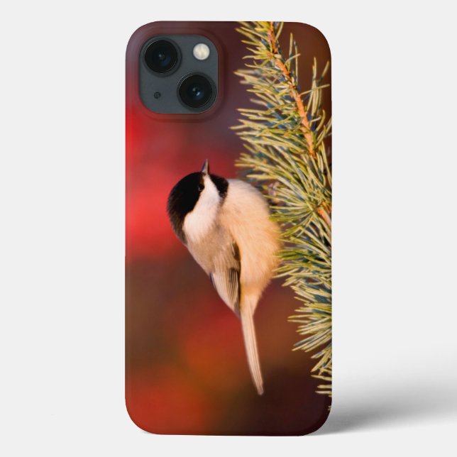 Carolina Chickadee i blåttkartbokcederträ (Baksida)