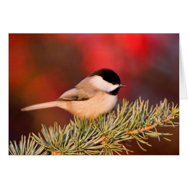 Carolina Chickadee in Blue Atlas Cedar Hälsningskort (Framsidan Horizontal)