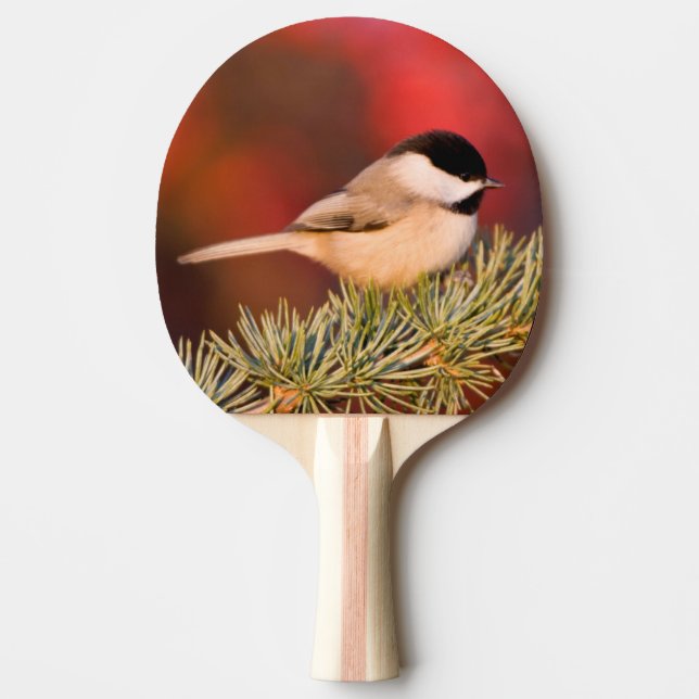 Carolina Chickadee in Blue Atlas Cedar Pingisracket (Framsidan)