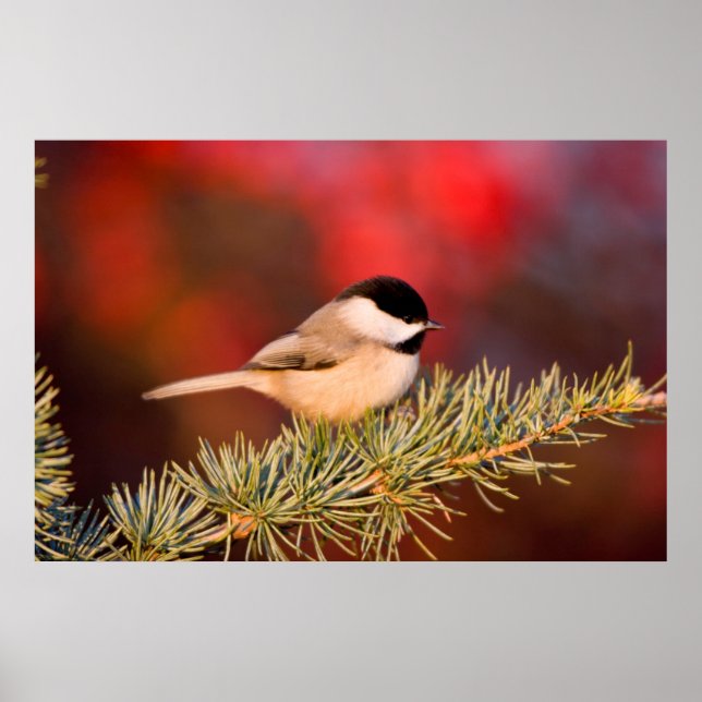 Carolina Chickadee in Blue Atlas Cedar Poster (Framsidan)
