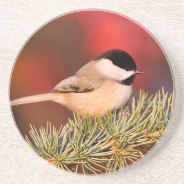 Carolina Chickadee in Blue Atlas Cedar Underlägg (Framsidan)