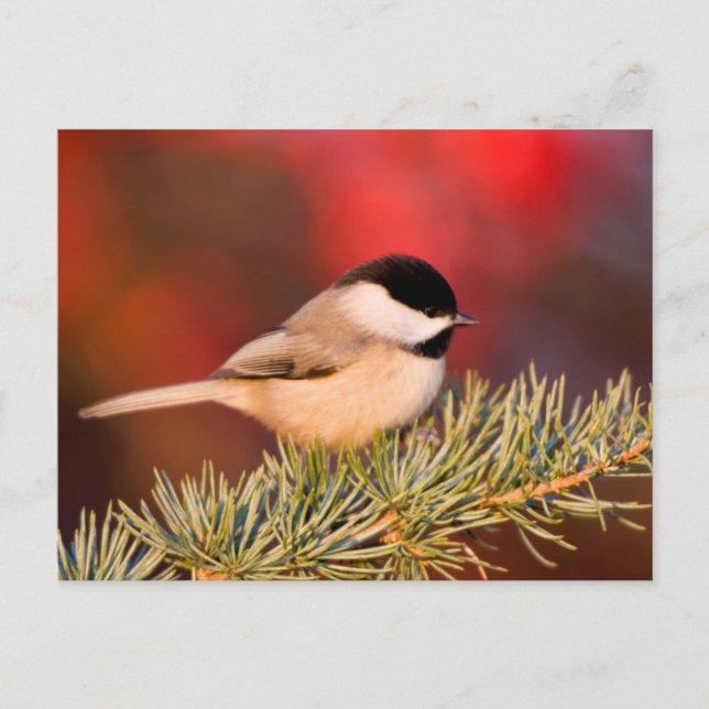 Carolina Chickadee in Blue Atlas Cedar Vykort (Framsida)