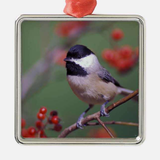Carolina Chickadee Julgransprydnad Metall (Framsidan)