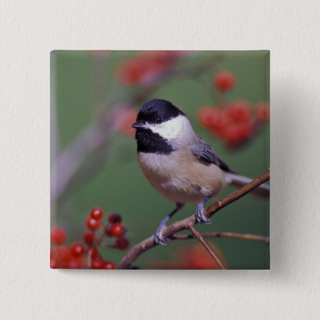 Carolina Chickadee Knapp (Framsida)