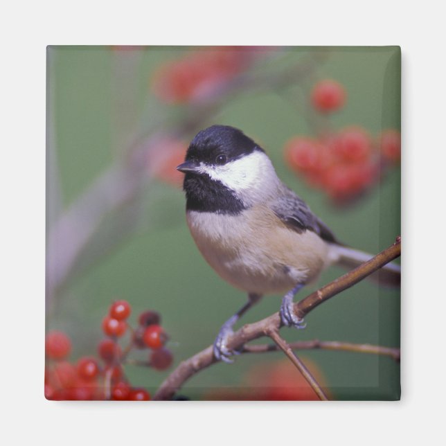 Carolina Chickadee Magnet (Framsidan)