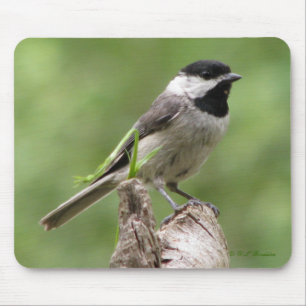 Carolina Chickadee Mousepad Musmatta