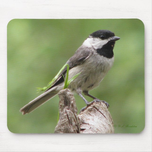 Carolina Chickadee Mousepad Musmatta (Framsidan)