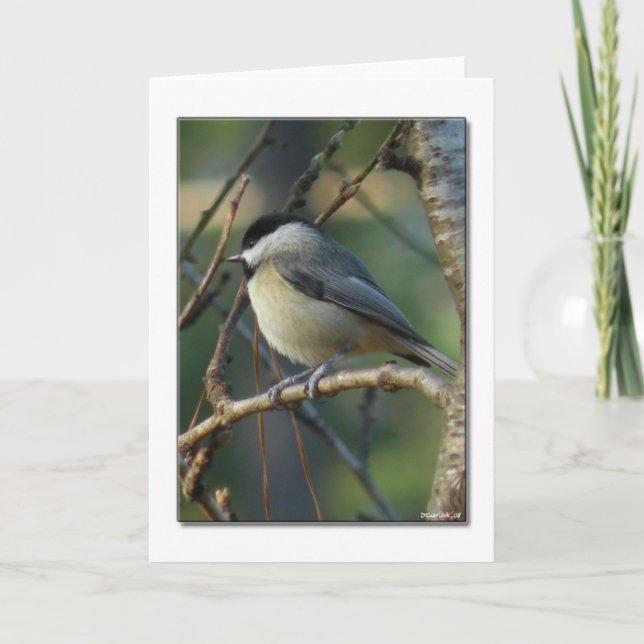 Carolina Chickadee Note Card Kort (Framsida)