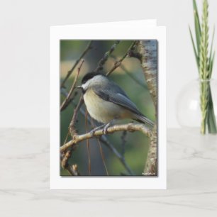 Carolina Chickadee Note Card Kort