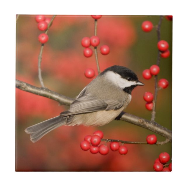 Carolina Chickadee om Common Winterberry bush Kakelplatta (Framsidan)