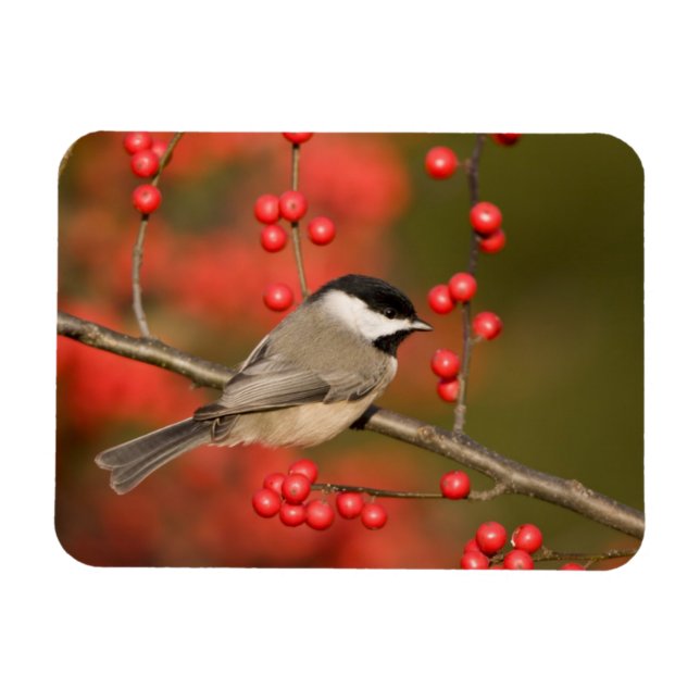 Carolina Chickadee om Common Winterberry bush Magnet (Horisontell)