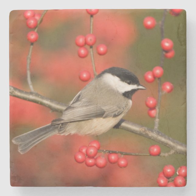 Carolina Chickadee om Common Winterberry bush Stenunderlägg (Framsidan)