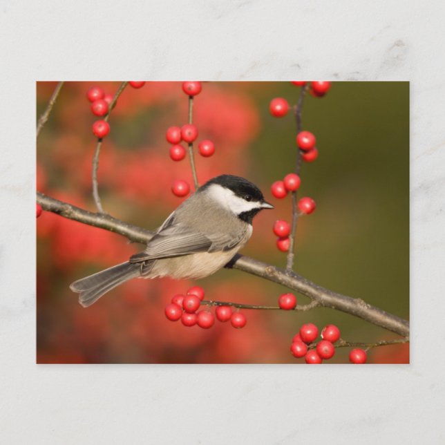 Carolina Chickadee om Common Winterberry bush Vykort (Framsida)