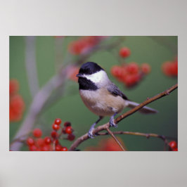 Carolina Chickadee Poster