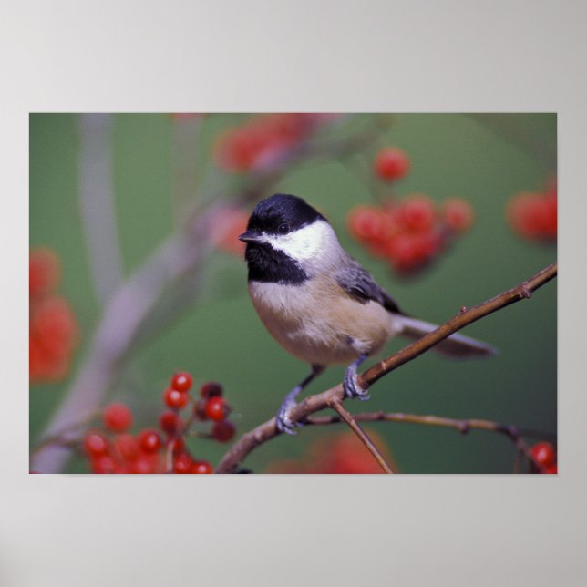 Carolina Chickadee Poster (Framsidan)