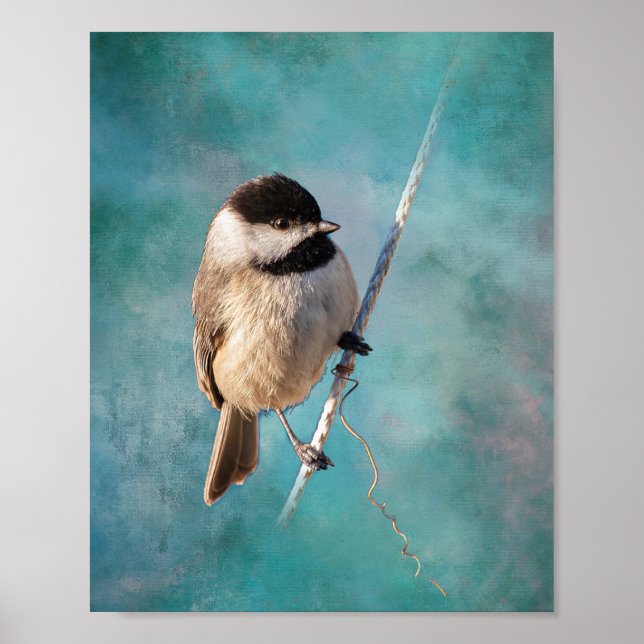 Carolina Chickadee Poster (Framsidan)