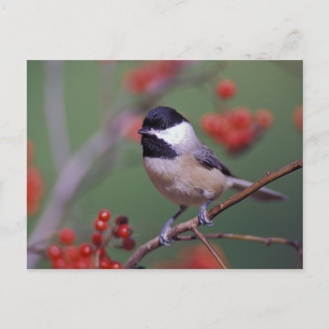 Carolina Chickadee Vykort (Framsida)