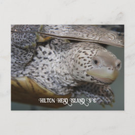 Carolina Diamondback terrapin 2 Vykort