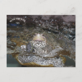 Carolina Diamondback Terrapin vycard Vykort