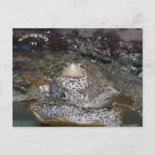Carolina Diamondback Terrapin vycard Vykort