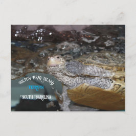 Carolina Diamondback Terrapin Vykort