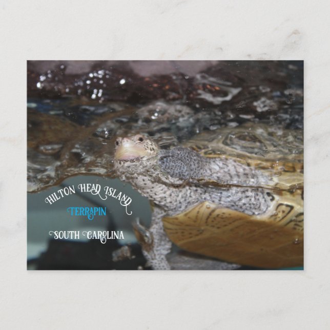 Carolina Diamondback Terrapin Vykort (Framsida)