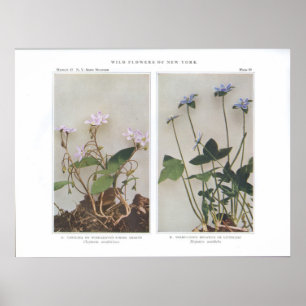 Carolina eller Wide-Leaved Vår Beauty Poster