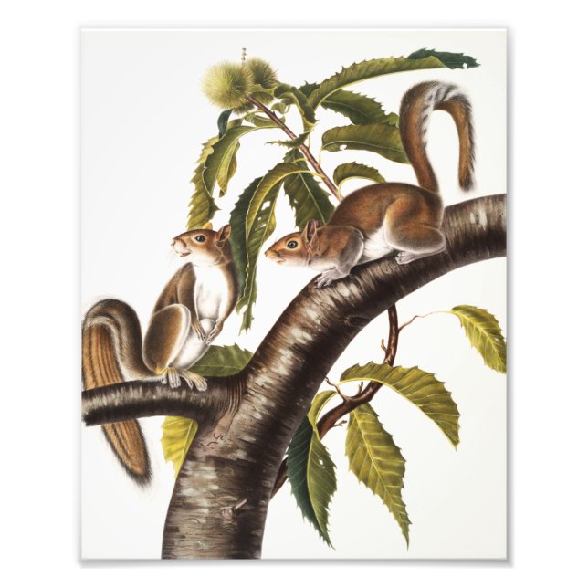 Carolina Grått Squirrel (Sciurus Carolinensis) Fototryck (Framsidan)