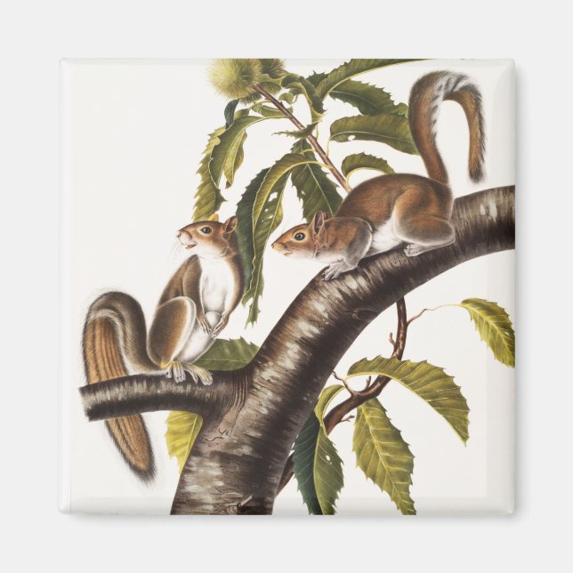 Carolina Grått Squirrel (Sciurus Carolinensis) Magnet (Framsidan)