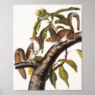 Carolina Grått Squirrel (Sciurus Carolinensis) Poster