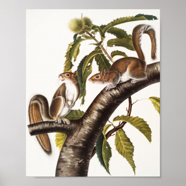 Carolina Grått Squirrel (Sciurus Carolinensis) Poster (Framsidan)