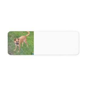 Carolina hund fullt 2.png returadress etikett