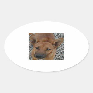 Carolina hund.png ovalt klistermärke