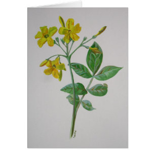 Carolina Jasmine Botanical Art Hälsningskort