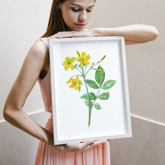 Carolina Jasmine Botanical Art Poster (Skapare uppladdad)