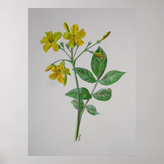 Carolina Jasmine Botanical Art Poster (Framsidan)