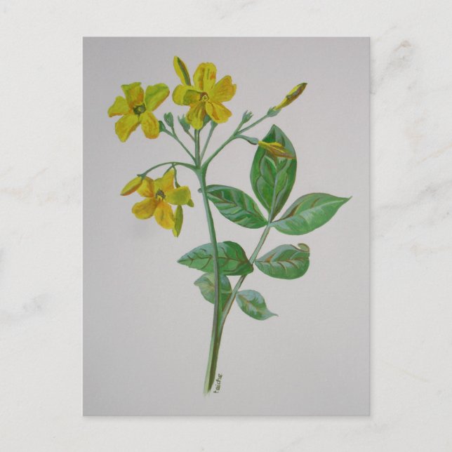 Carolina Jasmine Botanical Art Vykort (Framsida)