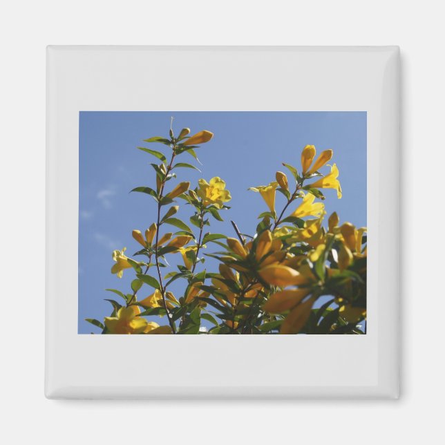 Carolina Jasmine Magnet (Framsidan)