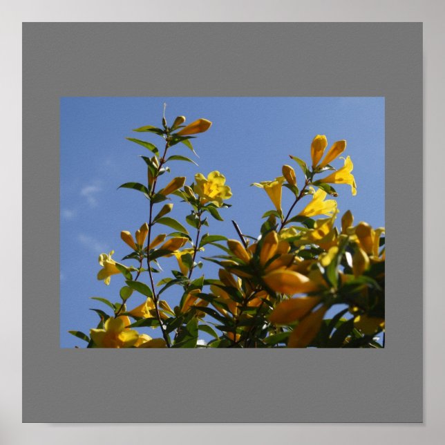 Carolina Jasmine Poster (Framsidan)
