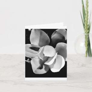 Carolina Magnolia - Tomt, mappat kort
