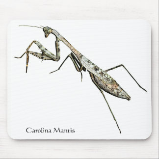 Carolina Mantis Musmatta