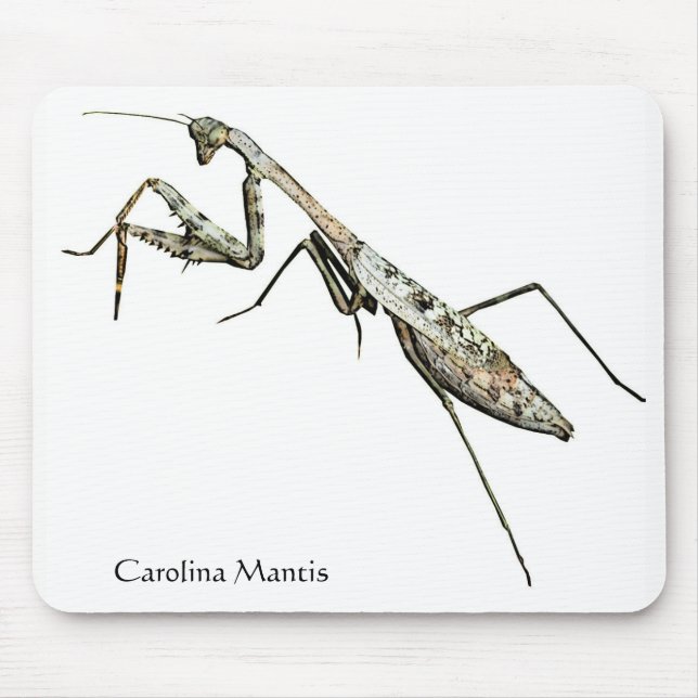 Carolina Mantis Musmatta (Framsidan)