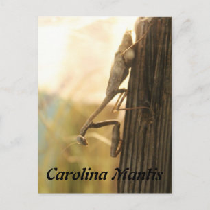 Carolina Mantis Vykort