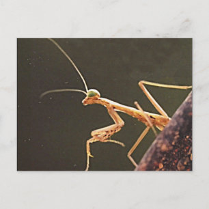Carolina Mantis Vykort