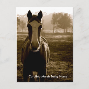 Carolina Marsh Tacky Horse Vykort
