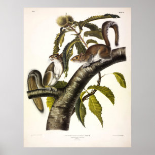 Carolina (Östra) Grått Squirrel från Audubon Poster