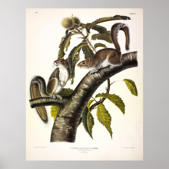 Carolina (Östra) Grått Squirrel från Audubon Poster (Framsidan)