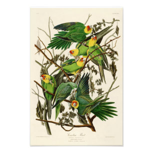 Carolina papegojaJohn Audubon fåglar av Amerika Fototryck